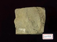 植物化石(世界爺屬)藏品圖，第2張